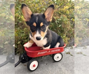 Schnauzer (Miniature) Puppy for sale in MIDDLEBURY, IN, USA