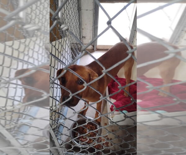 Medium Photo #2 Mutt Puppy For Sale in Great Bend, KS, USA
