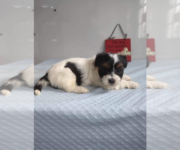 Medium Photo #2 Zuchon Puppy For Sale in MOUNT PLEASANT, MI, USA