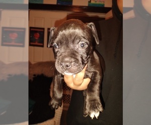 American Pit Bull Terrier Puppy for sale in HARTFORD, CT, USA