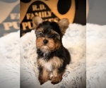 Small #4 Yorkshire Terrier