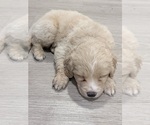 Puppy Blue Alaskan Husky-Cock-A-Poo Mix