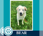 Small Great Pyrenees
