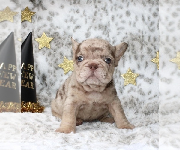 Medium Photo #11 French Bulldog Puppy For Sale in ANCHORAGE, AK, USA