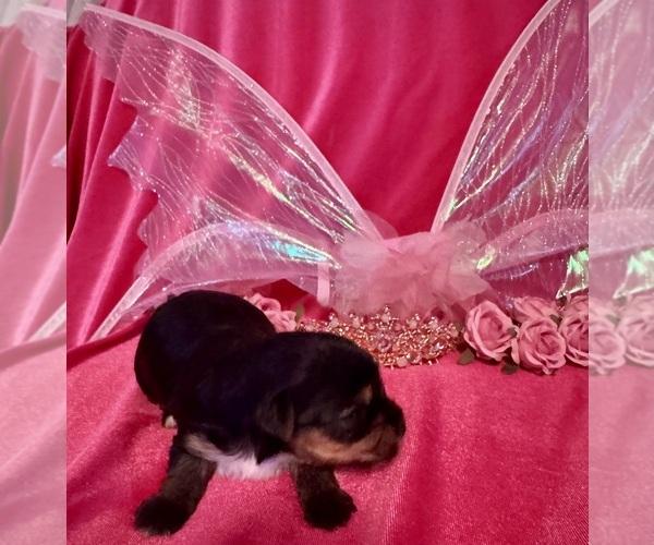 Medium Photo #3 Yorkshire Terrier Puppy For Sale in BROOKHAVEN, MS, USA