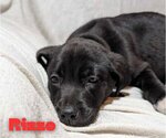 Small Photo #4 Great Dane-Unknown Mix Puppy For Sale in Bullard, TX, USA