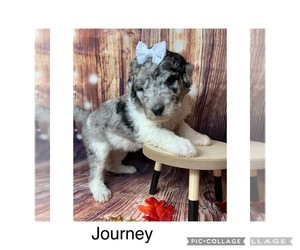 Poodle (Standard) Puppy for sale in FREDERICKTOWN, MO, USA