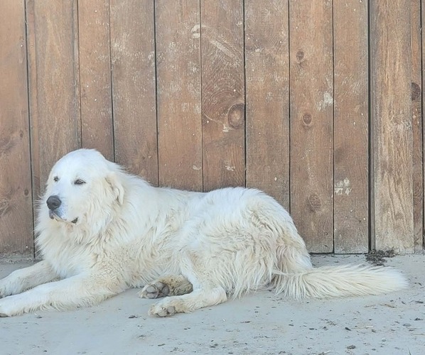 Medium Photo #1 Great Pyrenees Puppy For Sale in MERCERSBURG, PA, USA