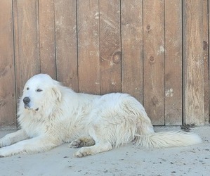 Father of the Great Pyrenees puppies born on 04/01/2026