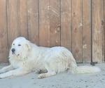 Small Photo #1 Great Pyrenees Puppy For Sale in MERCERSBURG, PA, USA