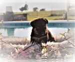 Small Photo #6 German Shepherd Dog Puppy For Sale in CALDWELL, TX, USA