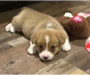 Pembroke Welsh Corgi Puppy for sale in GUTHRIE, KY, USA