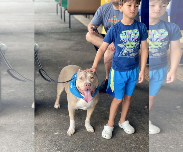 Medium Photo #6 Staffordshire Bull Terrier-Unknown Mix Puppy For Sale in Mount Laurel, NJ, USA