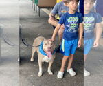 Small #5 Staffordshire Bull Terrier Mix