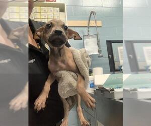 American Pit Bull Terrier-Unknown Mix Dogs for adoption in Corpus Christi, TX, USA