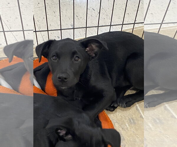Medium Photo #9 Labsky Puppy For Sale in Hillsboro, MO, USA