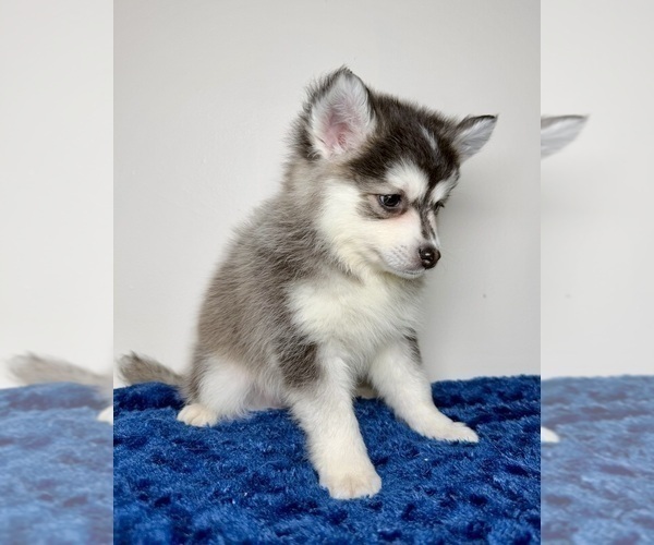 Medium Photo #2 Pomsky Puppy For Sale in NASHUA, NH, USA