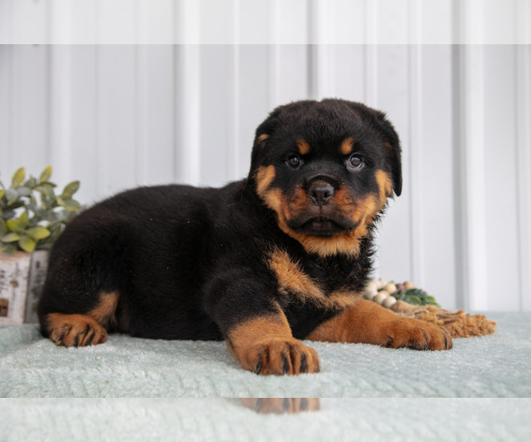 Medium Photo #2 Rottweiler Puppy For Sale in BERNE, IN, USA