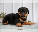 Small Photo #9 Rottweiler Puppy For Sale in BERNE, IN, USA