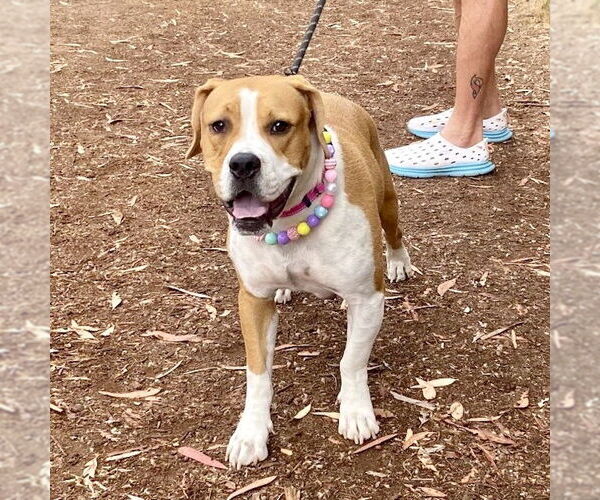 Medium Photo #5 American Staffordshire Terrier-Boxer Mix Puppy For Sale in San Juan Capistrano, CA, USA