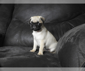 Pug Puppy for sale in FALL CREEK, WI, USA