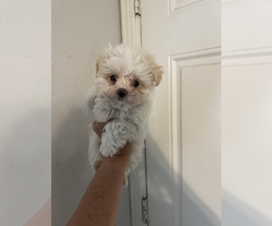 Morkie Puppy for sale in FORT WORTH, TX, USA