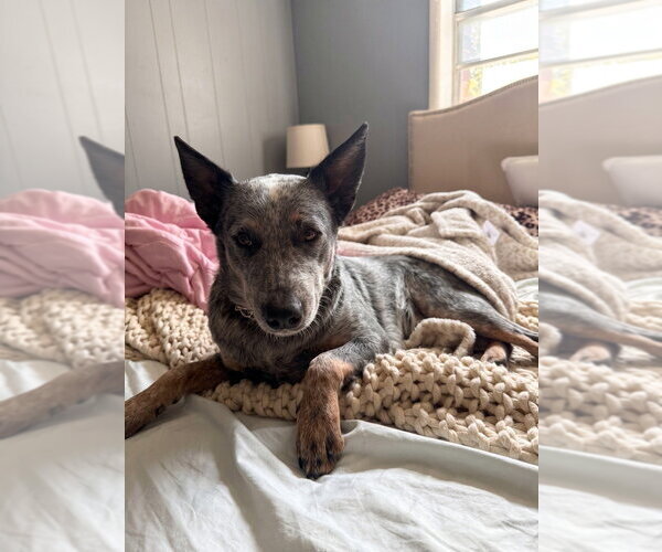 Medium Photo #1 Mutt Puppy For Sale in Vail, AZ, USA