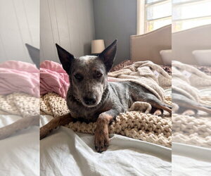 Mutt Dogs for adoption in Vail, AZ, USA