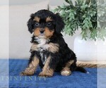 Small #1 Cavapoo