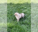 Small Photo #4 Miniature Australian Shepherd Puppy For Sale in CONCORD, CA, USA