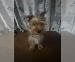 Small #14 Yorkshire Terrier