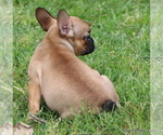 Small #44 French Bulldog