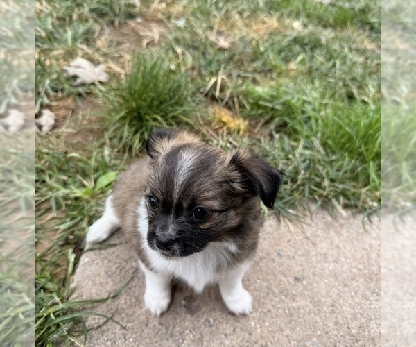 Medium Photo #3 Chihuahua Puppy For Sale in ELIZABETHTOWN, PA, USA