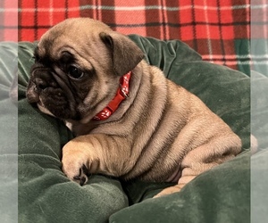 French Bulldog Puppy for sale in BOLIVAR, MO, USA