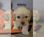 Small Photo #2 Cockapoo (Miniature) Puppy For Sale in Aurora, IN, USA