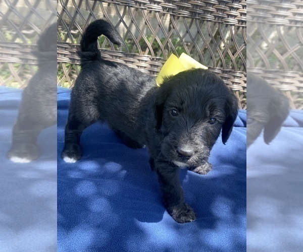 Medium Photo #1 Double Doodle Puppy For Sale in FRIENDSWOOD, TX, USA