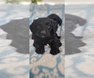Goldendoodle-Miniature Bernedoodle Mix Puppy for sale in HART, MI, USA