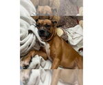 Small #12 Boxer