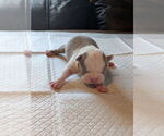 Puppy 2 Boston Terrier