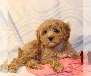 Cavapoo Puppy for sale in THORP, WI, USA