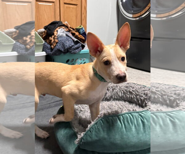 Medium Photo #4 Mutt Puppy For Sale in New London, WI, USA