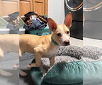 Small #3 Mutt