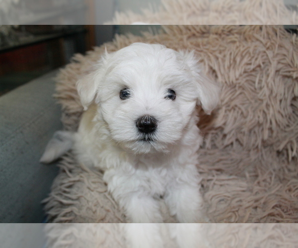 Medium Photo #3 Maltese-Schnoodle (Miniature) Mix Puppy For Sale in PUEBLO WEST, CO, USA