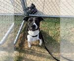 Small #1 Labrador Retriever Mix