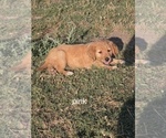 Puppy pink Golden Retriever