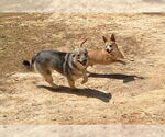 Small #19 Chihuahua