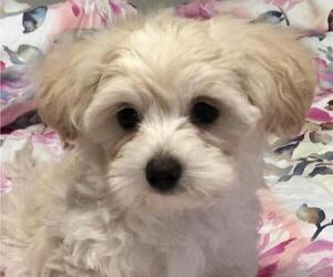 Maltipoo Puppy for sale in CAMERON, TX, USA