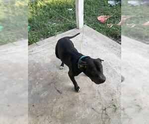 American Staffordshire Terrier-Unknown Mix Dogs for adoption in San Antonio, TX, USA