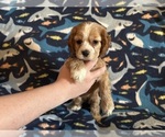 Puppy Puppy Dark Pink Cocker Spaniel