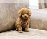 Small Photo #4 Poodle (Miniature) Puppy For Sale in FULLERTON, CA, USA